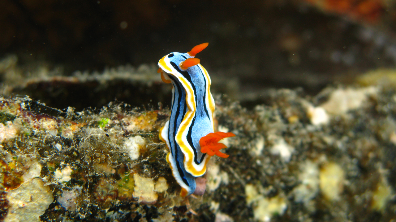 UP, Toyota To Make A Philippine Marine Biodiversity Game